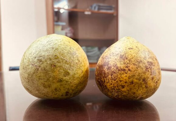 বেলের আত্ম কাহিনী