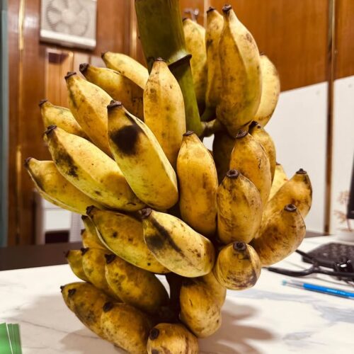 এক ছড়া কলা ও